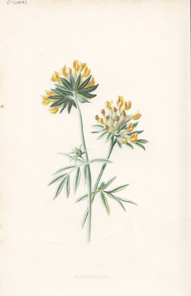 FLOWERS. Kidney Vetch c1895 old antique vintage print picture